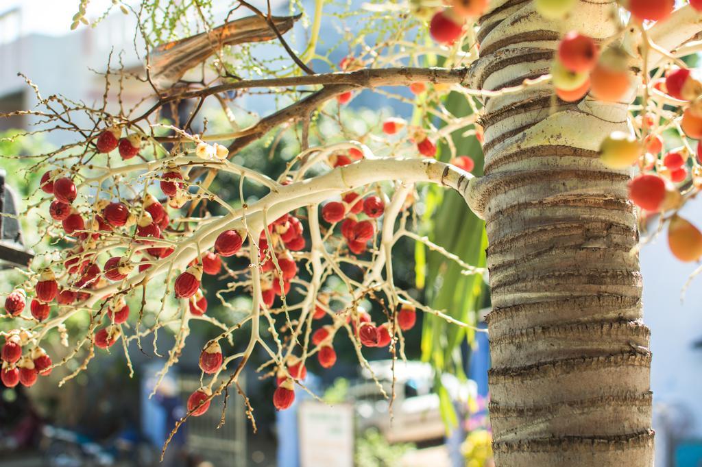 Areca Homestay Hoi An Exterior photo